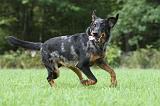 BEAUCERON 578